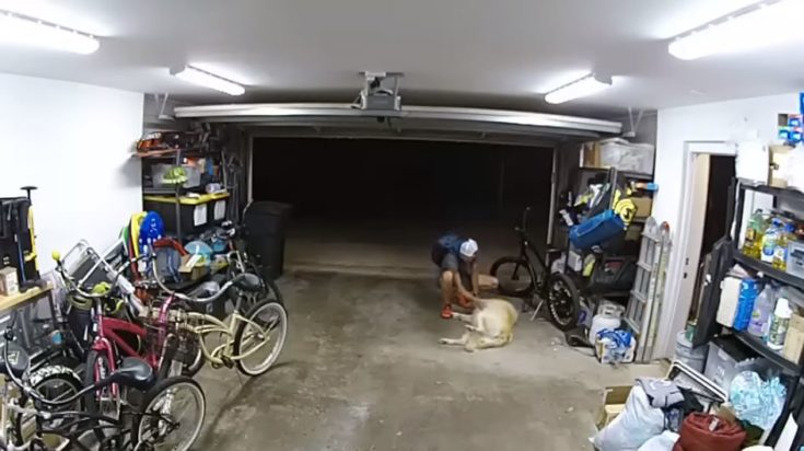 Ληστής σκύλος