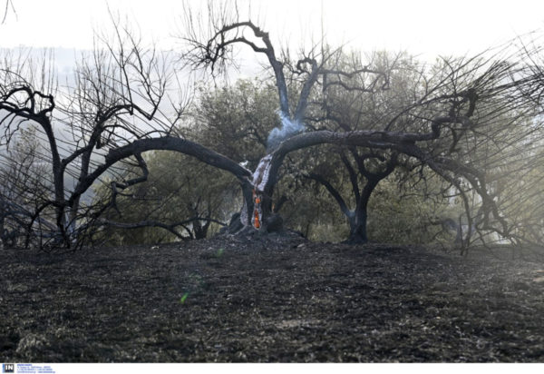 Φωτιά Φθιώτιδα