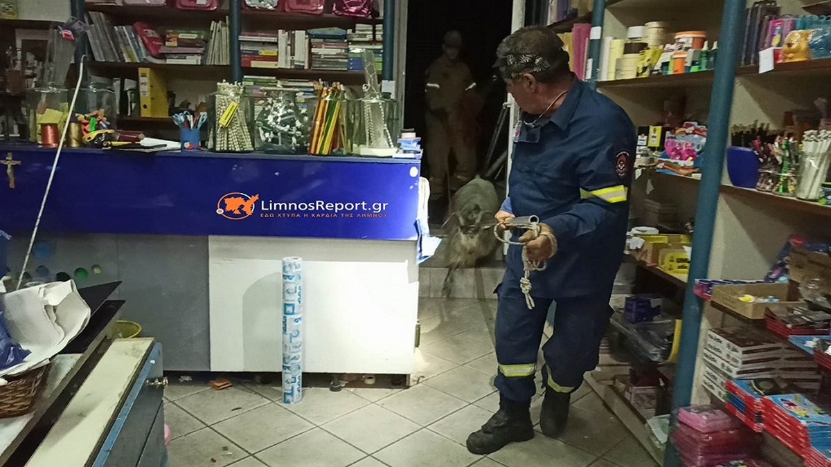 Λήμνος: Χαμός στην κεντρική αγορά της Μύρινας – Τράγος «μπούκαρε» σε βιβλιοπωλείο