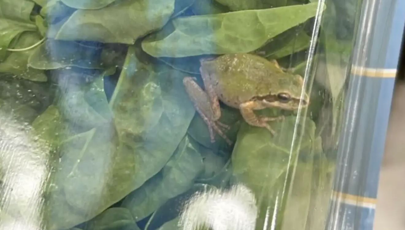 Οικογένεια ανακάλυψε ζωντανό βάτραχο σε κλειστή συσκευασία βιολογικού σπανακιού