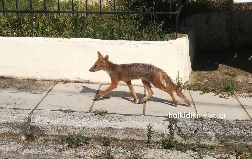 Κτηνωδία στην Πάτρα: Αλεπού εντοπίστηκε φιμωμένη και κρεμασμένη σε δέντρο