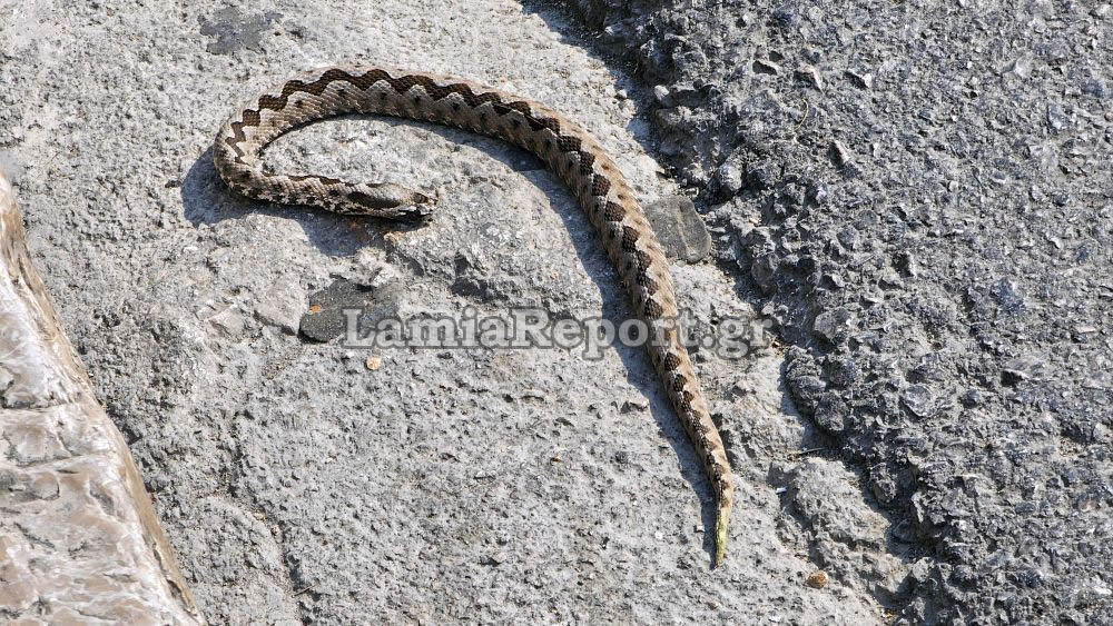 Λαμία: Νεκρό φίδι στο κέντρο  της πόλης