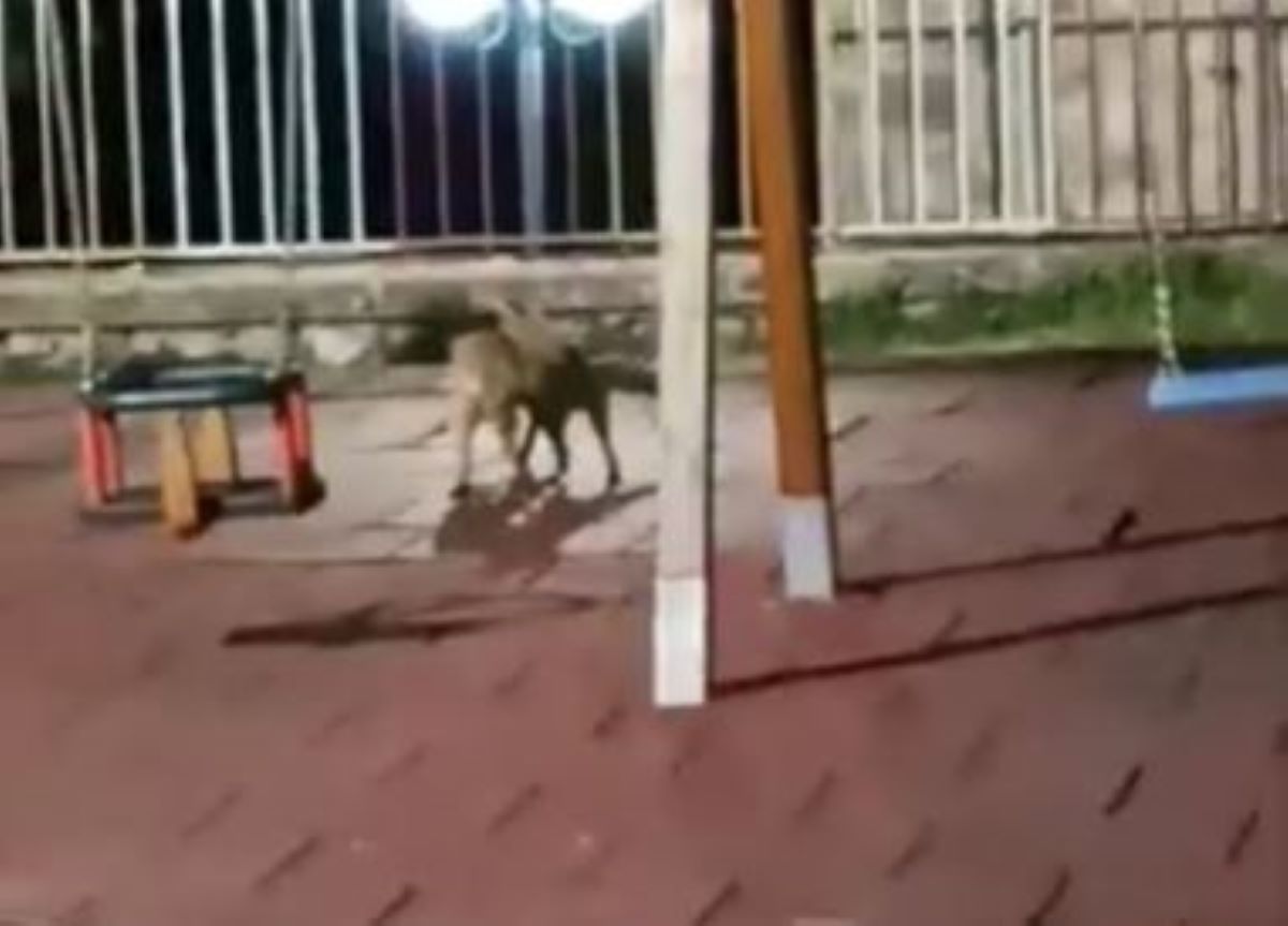 Κόνιτσα: Αλεπούδες παίζουν ανενόχλητες σε παιδική χαρά – ΒΙΝΤΕΟ