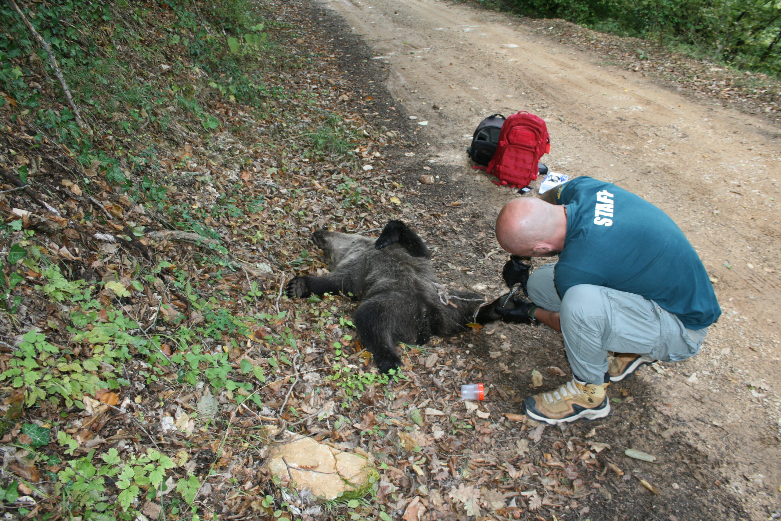 αρκουδάκι Φλώρινα