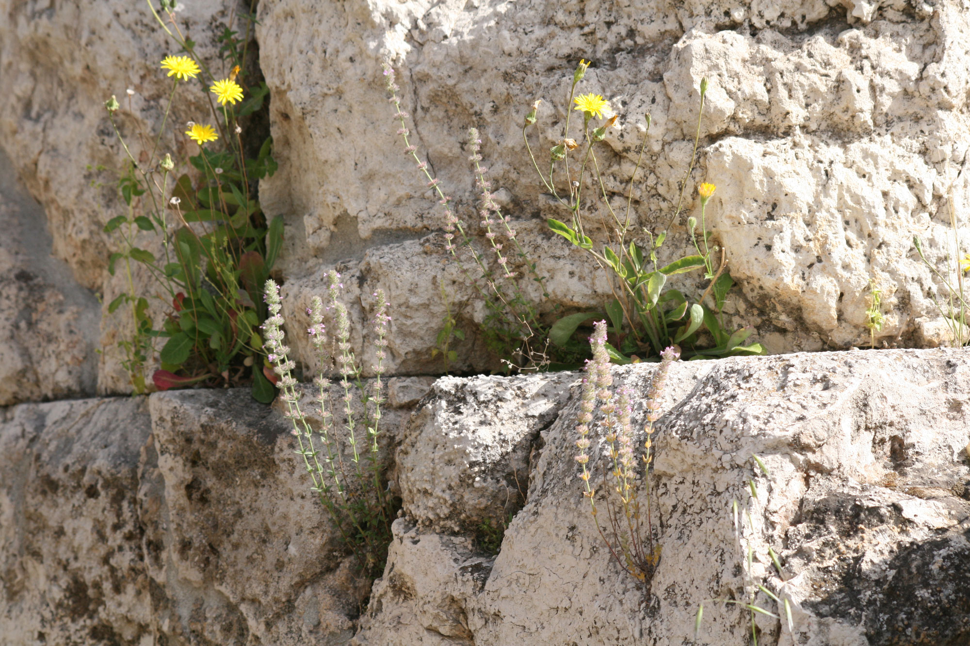 Φυτό Ακρόπολη