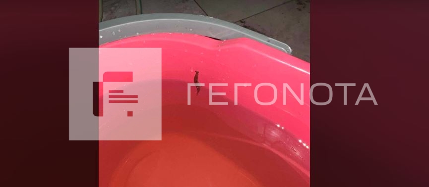 Βόλος: Οι βρύσες "τρέχουν" σαλιγκάρια