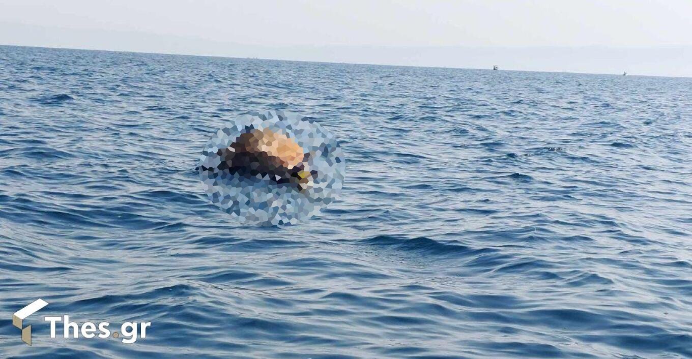 Θεσσαλονίκη: Αποτρόπαιο θέαμα στον Θερμαϊκό – Ψαράδες εντόπισαν νεκρή αγελάδα να επιπλέει