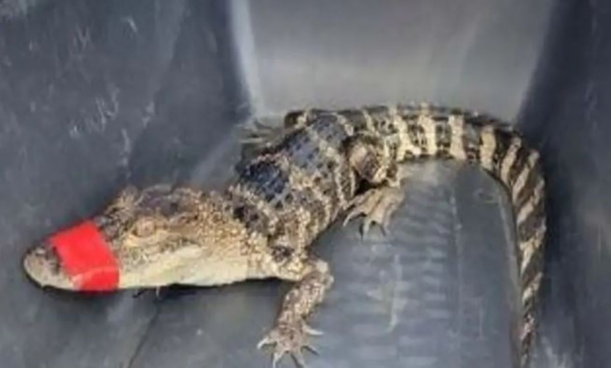 αλιγάτορας ΗΠΑ