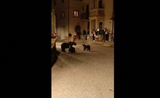 Αρκούδα-Ιταλία