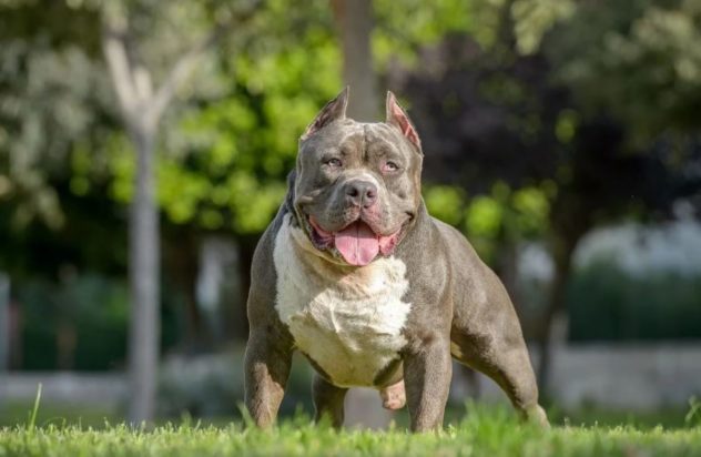 σκύλος american bully xl