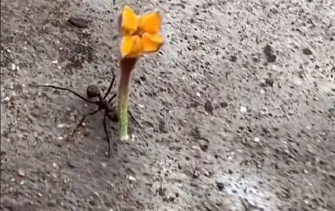 Όταν ένα μυρμήγκι βγαίνει για... ραντεβού