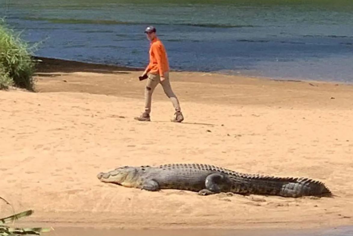 κροκόδειλος