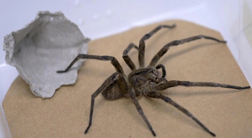 Το δηλητήριο μιας φονικής αράχνης μπορεί να θεραπεύσει την στυτική δυσλειτουργία