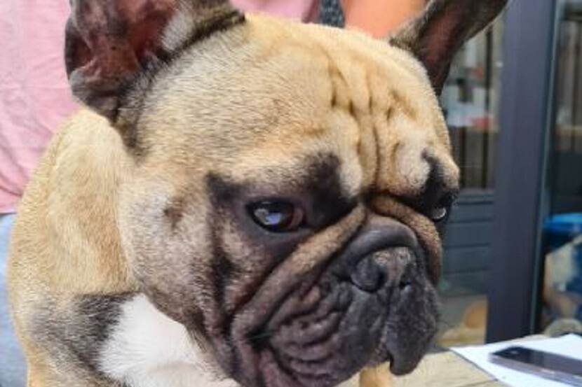 Ολλανδία: Πρόστιμο 3.000 ευρώ σε εκτροφέα σκύλων επειδή τα μπουλντόγκ του είχαν υπερβολικά πλακουτσωτή μύτη – ΦΩΤΟ