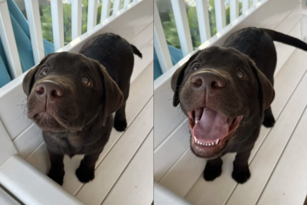 Οι αντιδράσεις των σκύλων στα κομπλιμέντα - Δείτε τις ξεκαρδιστικές εκφράσεις τους