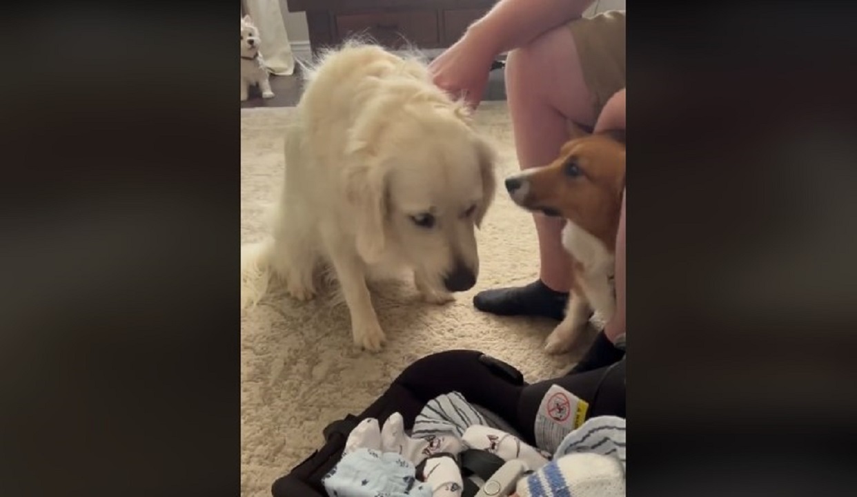 Σκύλος γνωρίζει τον νεογέννητο αδελφό του και κάνει το TikTok να λιώσει