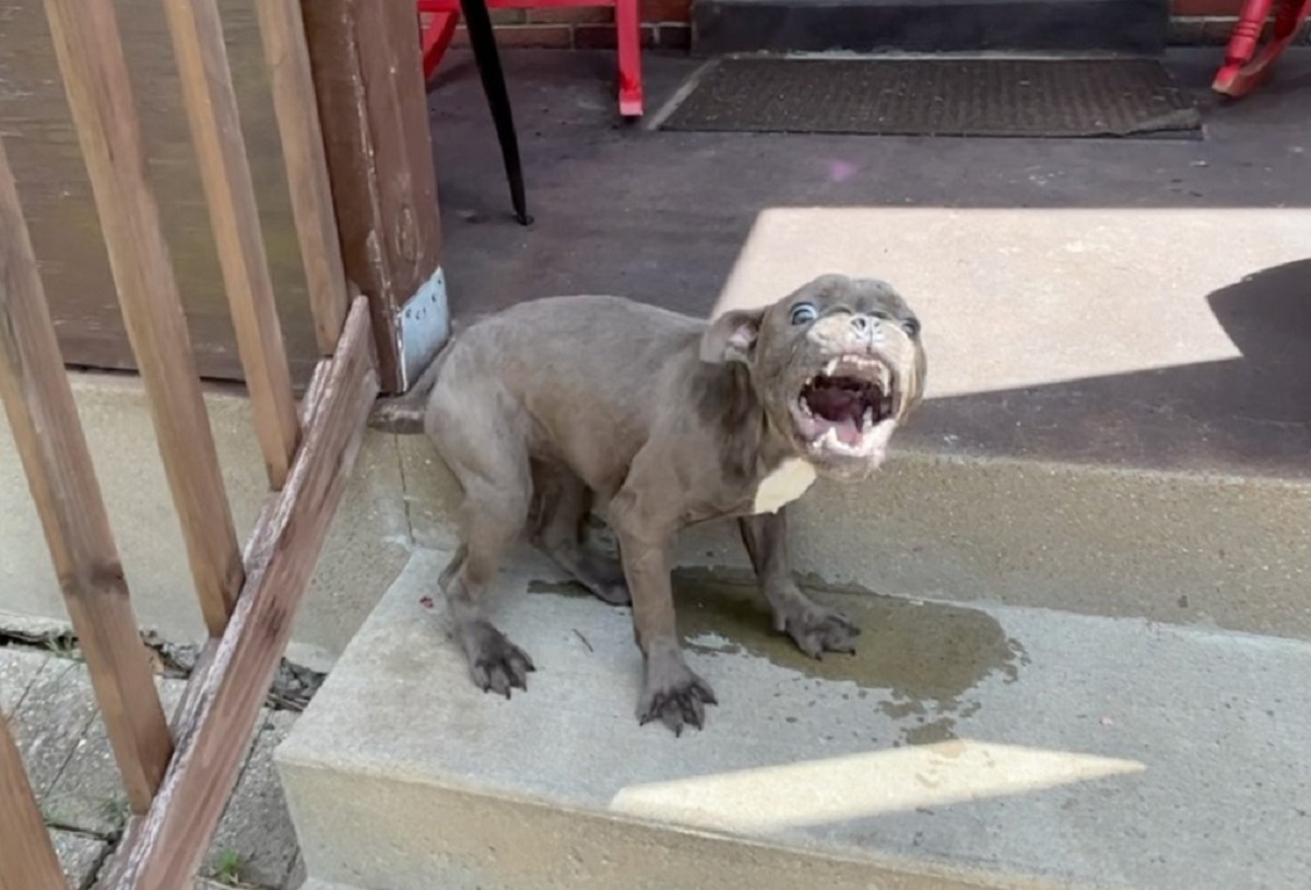 Η εντυπωσιακή μεταμόρφωση ενός σκύλου μετά την διάσωση του