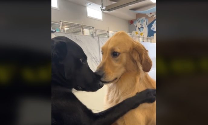 Έρωτας με την πρώτη ματιά για 2 labrador που δεν μπορούν να σταματήσουν να φιλιούνται - Θα σας κλέψουν την καρδιά