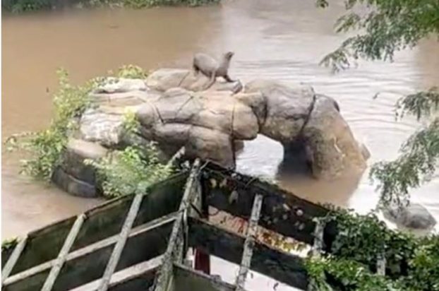 Νέα Υόρκη θαλάσσιο λιοντάρι