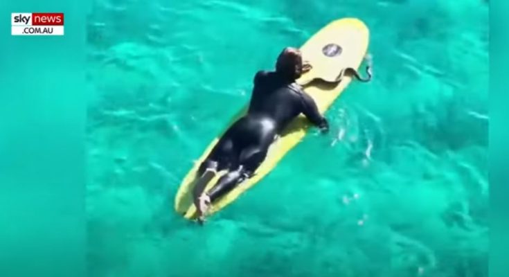 Αυστραλία πύθωνας