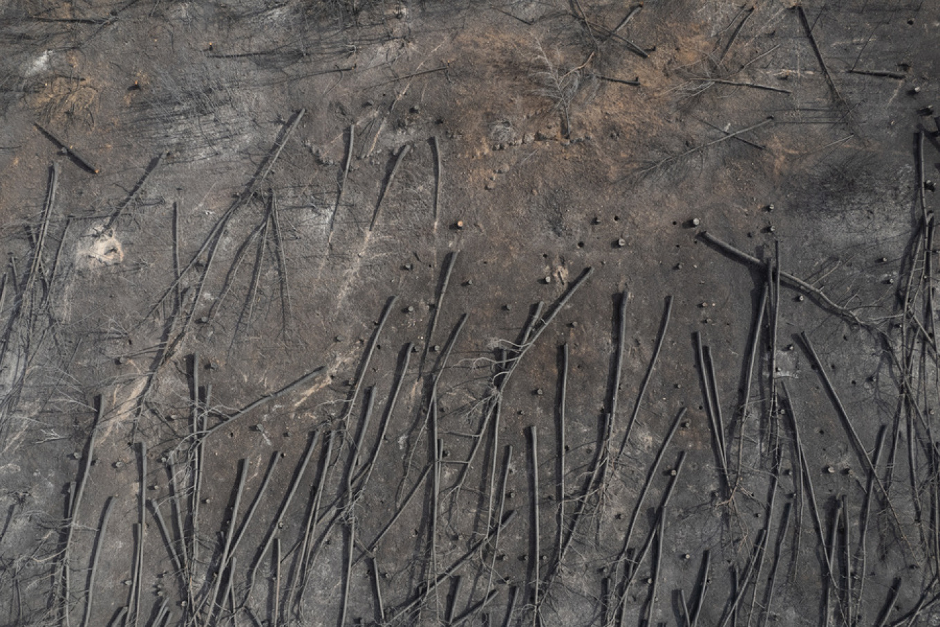 Φωτιά Έβρος Άβαντας