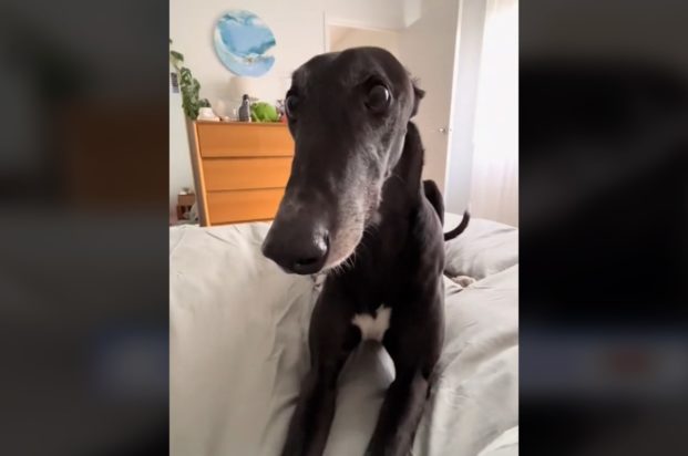 Η ξεκαρδιστική αντίδραση ενός σκύλου όταν καθυστερεί το δείπνο του - Θα πέσετε κάτω από τα γέλια