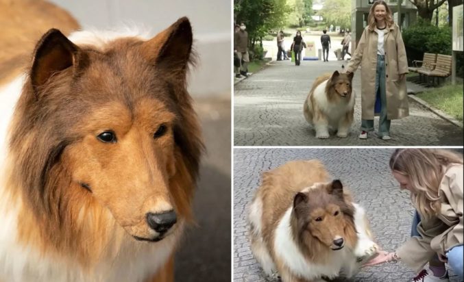 Human Collie άνθρωπος σκύλος