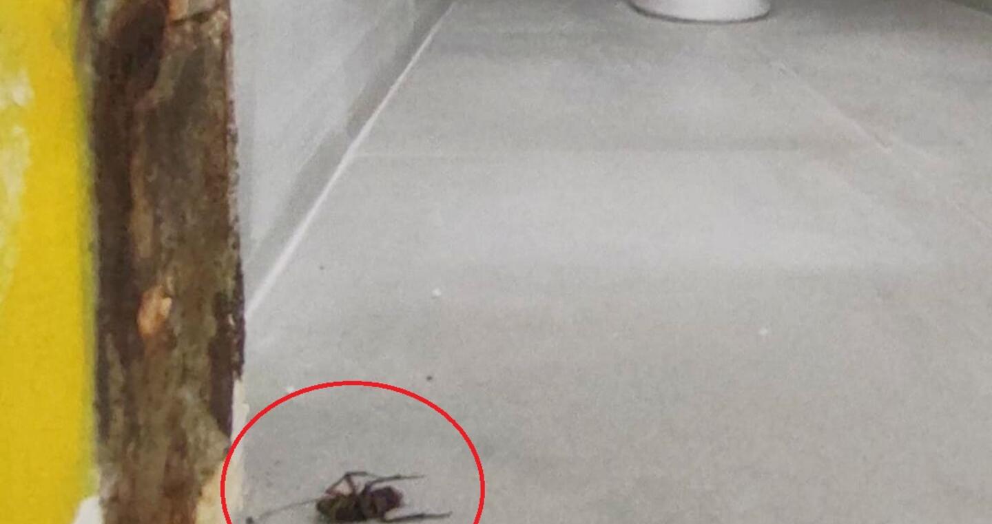 Κρήτη: Κατσαρίδες και σκουπίδια σε σχολεία του Ηρακλείου – ΦΩΤΟ και ΒΙΝΤΕΟ