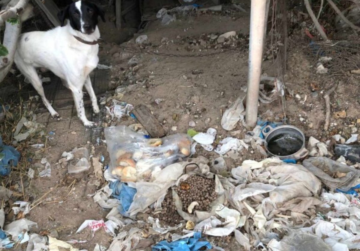 Χανιά: Σύλληψη 49χρονου για κακοποίηση ζώου στα Φαλάσαρνα