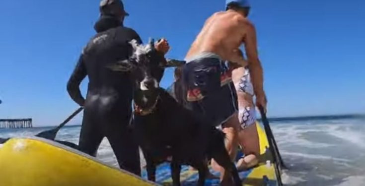 κατσίκα σερφ