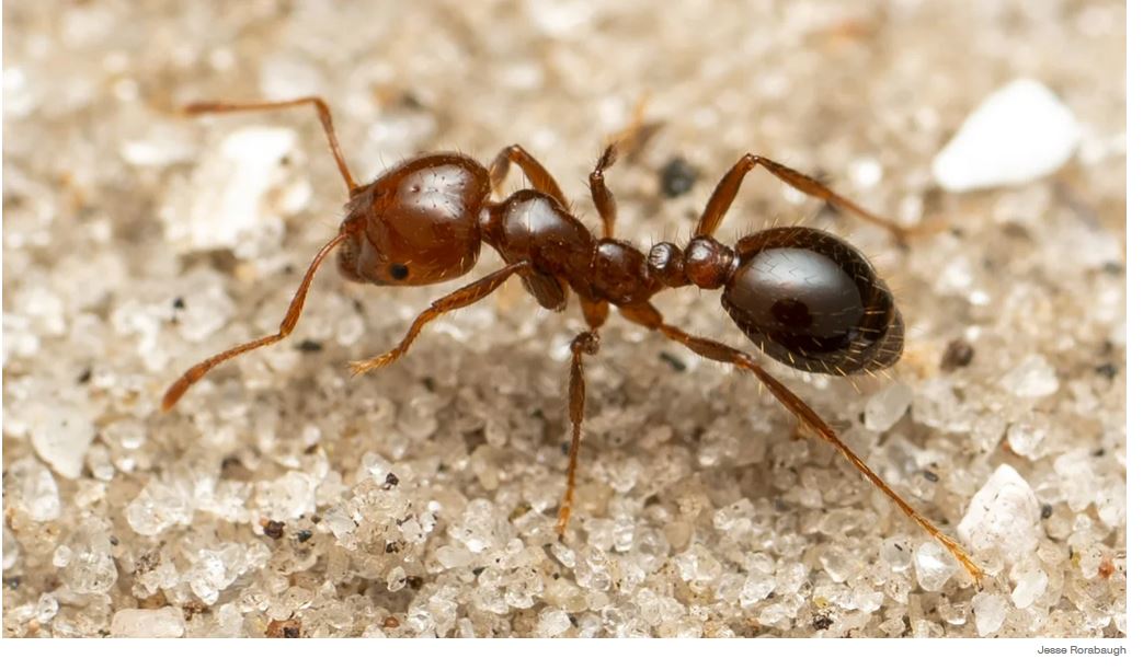 Κόκκινο μυρμήγκι της φωτιάς
