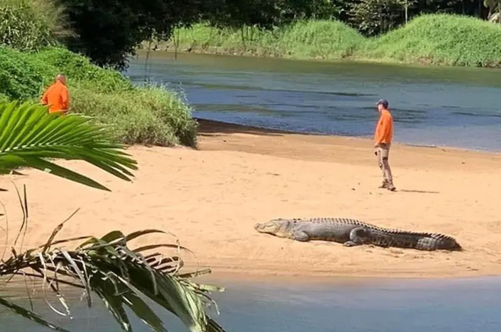 κροκόδειλος