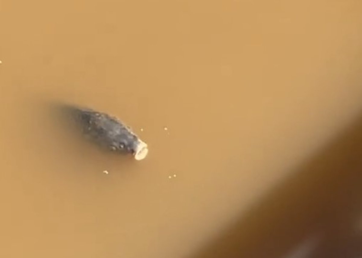 Κακοκαιρία Daniel: Ψάρια κολυμπούν στα λασπόνερα στο κέντρο της Λάρισας μετά την υπερχείλιση του Πηνειού – ΒΙΝΤΕΟ