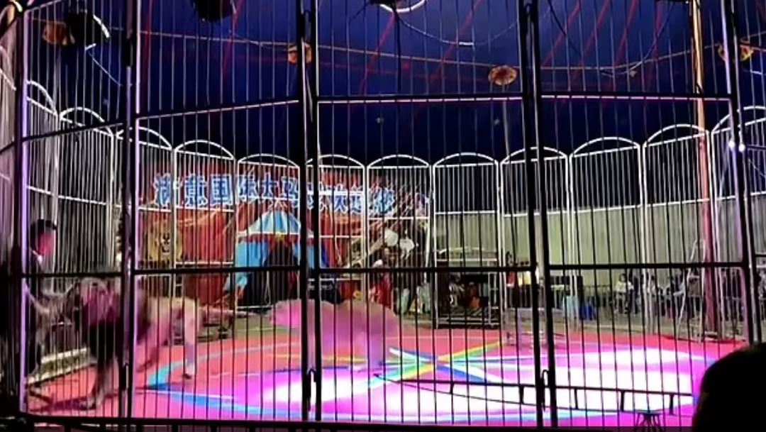 λιοντάρι επίθεση Κίνα