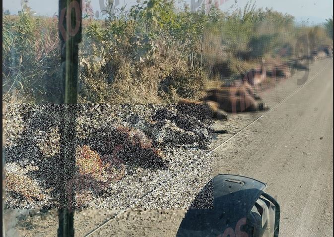 Κακοκαιρία Daniel: Δεκάδες νεκρά ζώα στους δρόμους της Καρδίτσας – Σκληρές εικόνες