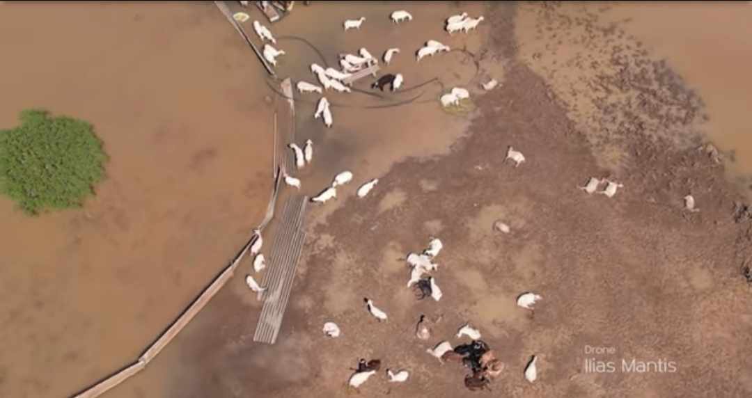 Κακοκαιρία Daniel: Γροθιά στο στομάχι οι εικόνες με το απέραντο «νεκροταφείο» ζώων στον Θεσσαλικό κάμπο – ΒΙΝΤΕΟ