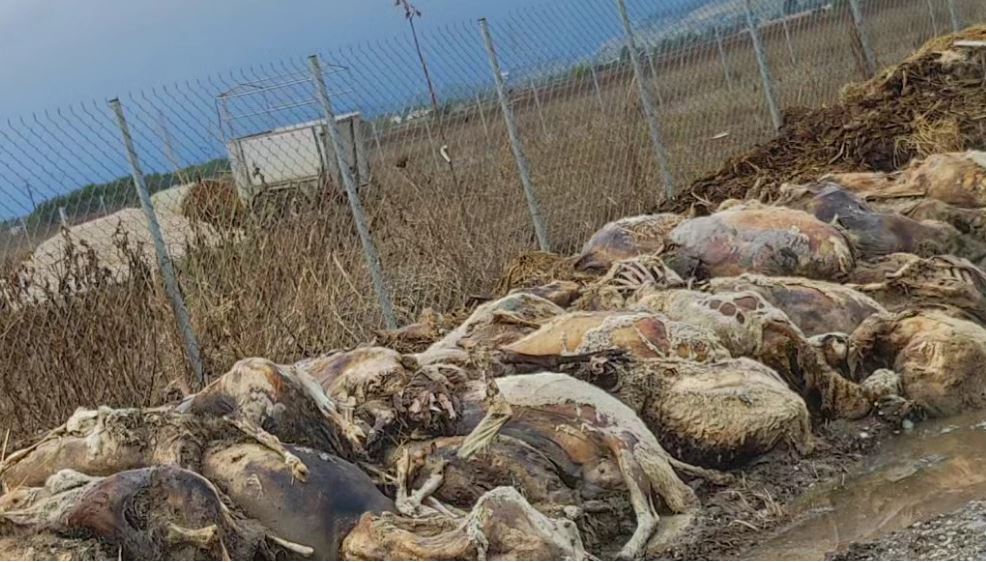 Νεκρά ζώα Τρίκαλα