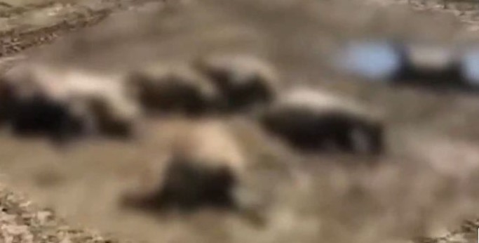 Κακοκαιρία Daniel: Υγειονομική βόμβα τα νεκρά ζώα – Με γυμνά χέρια τα μεταφέρουν οι κτηνοτρόφοι