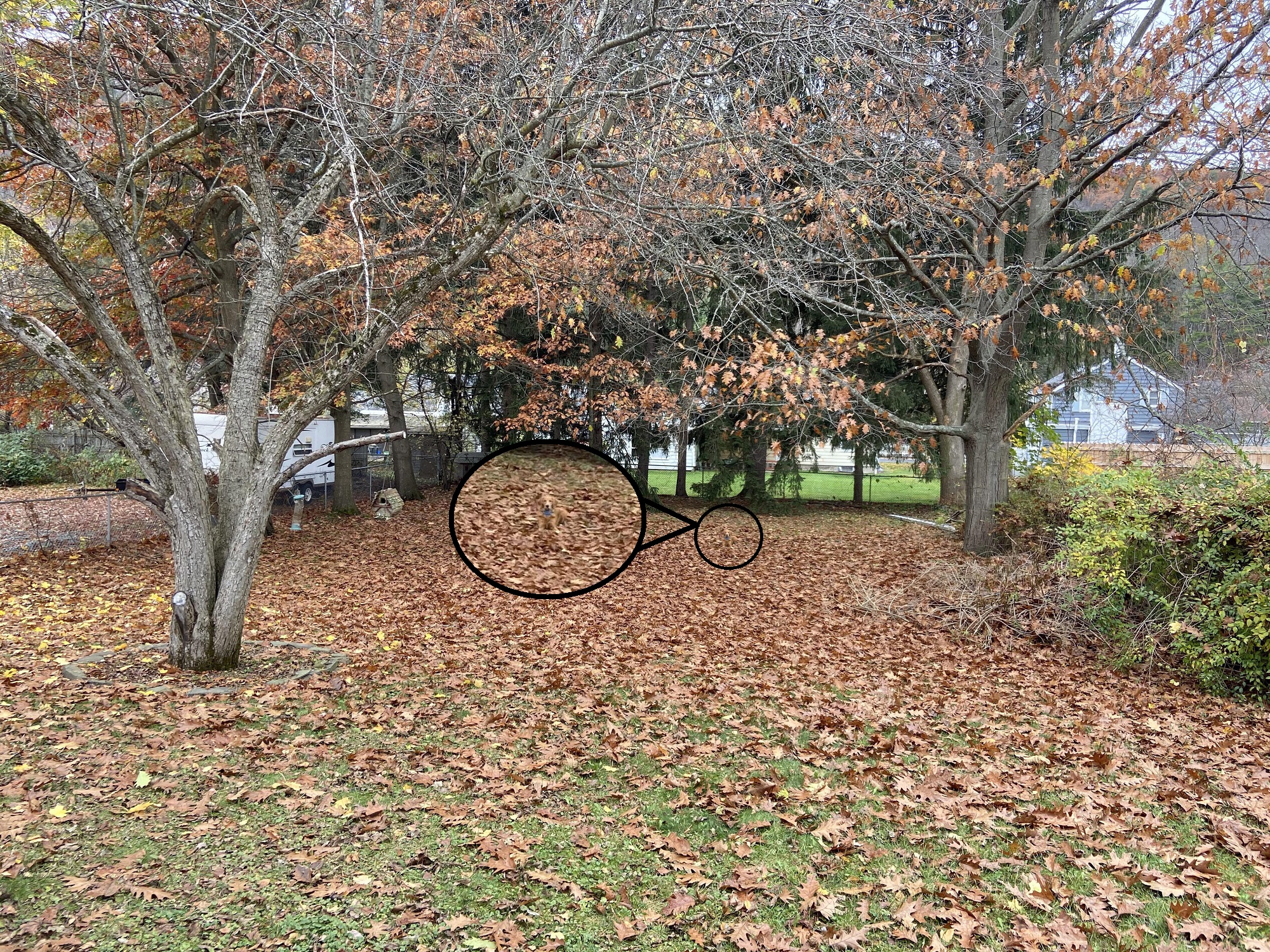 Οπτική ψευδαίσθηση σκύλος λύση