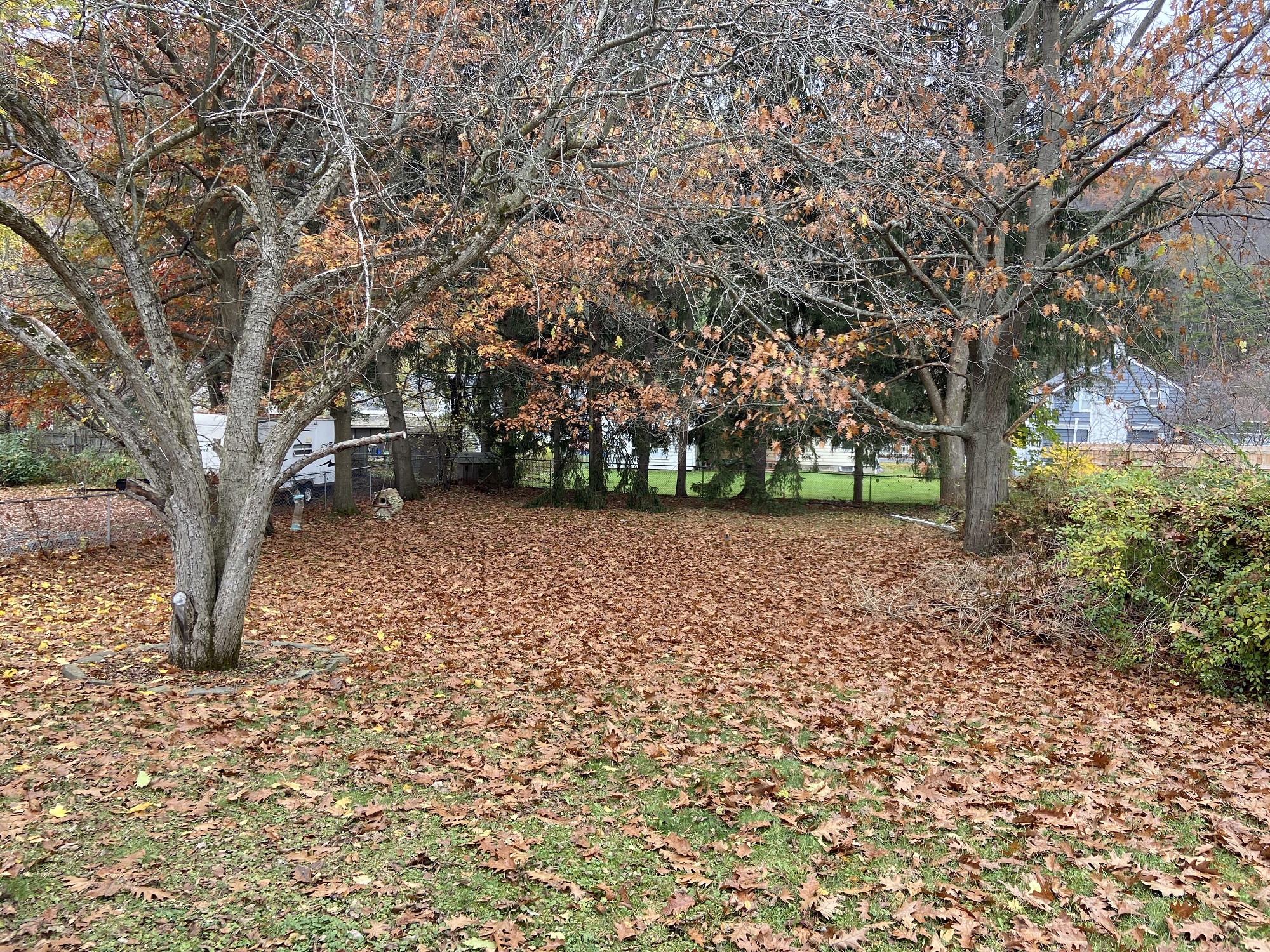 Οπτική ψευδαίσθηση σκύλος