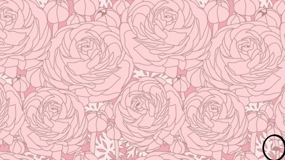 Οπτική ψευδαίσθηση Φλαμίνγκο Λύση