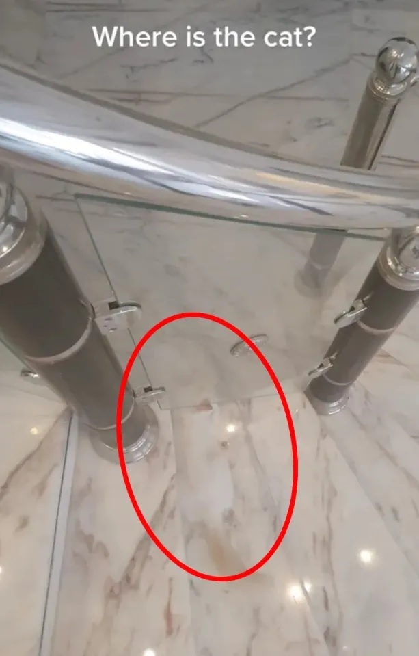 Οπτική ψευδαίσθηση γάτα λύση