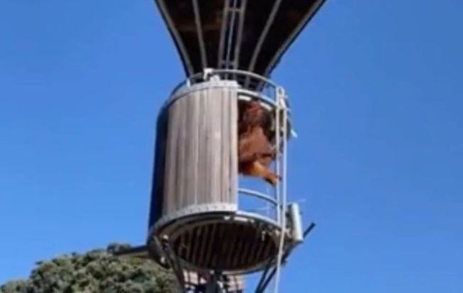 ουρακοτάγκος βίντεο