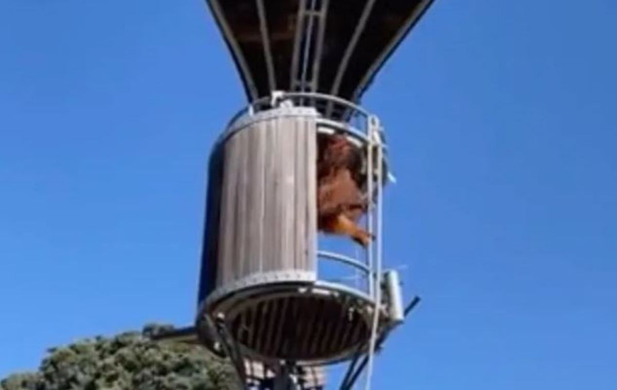 ουρακοτάγκος βίντεο