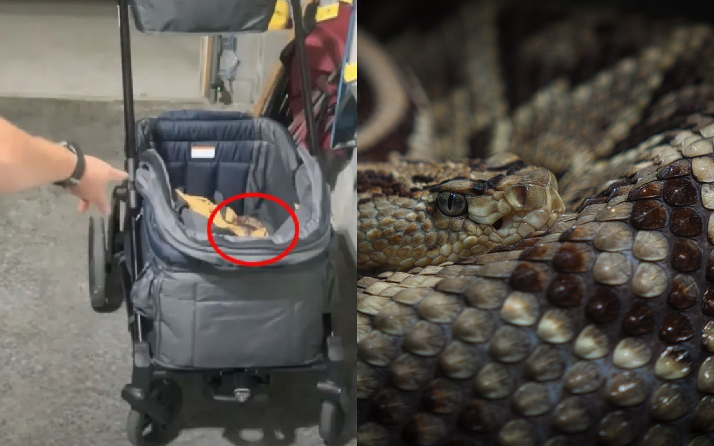 Βίντεο: Ζευγάρι βρήκε δηλητηριώδες φίδι στο καρότσι του μωρού τους
