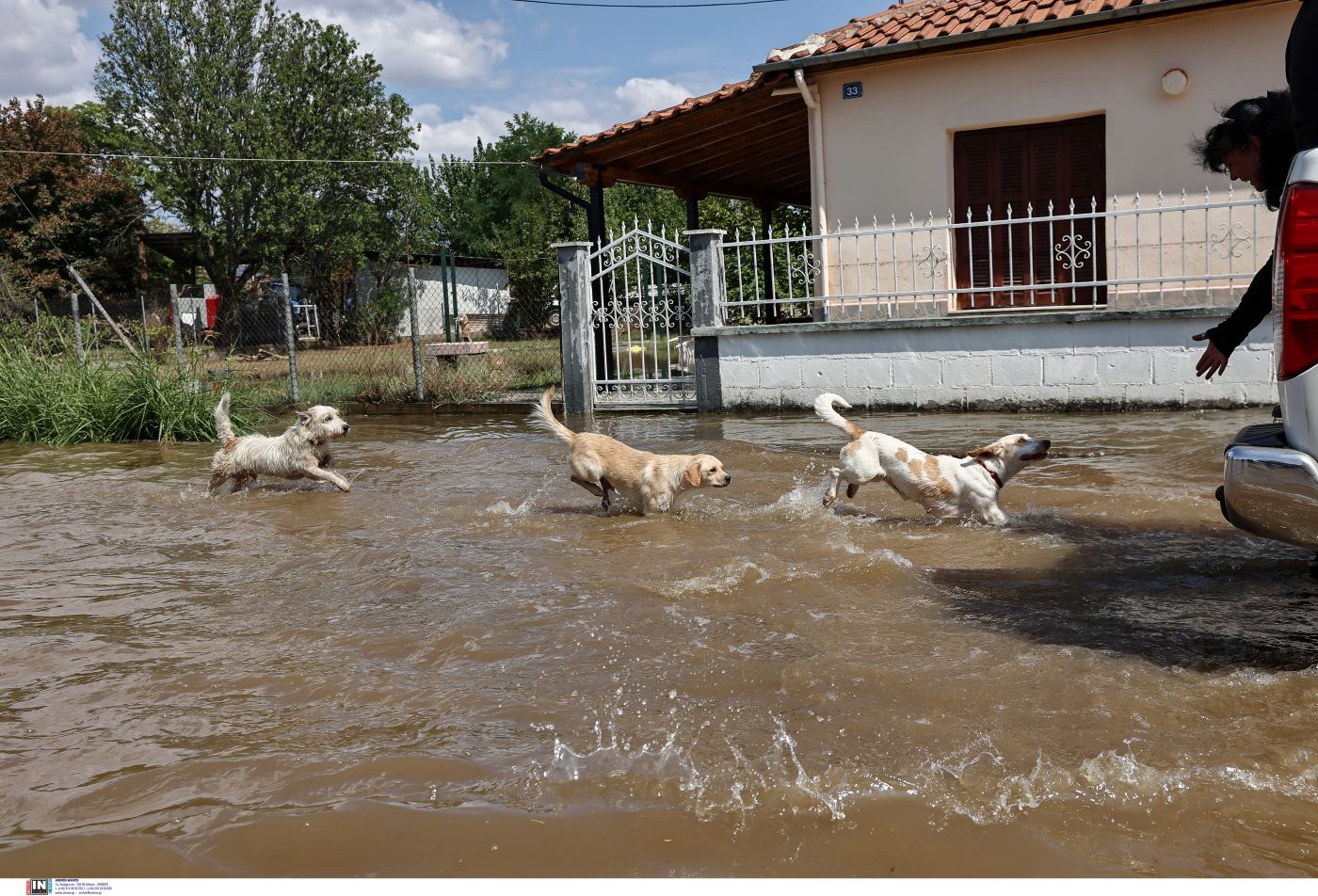 Παλαμάς πλημμύρα ζώα