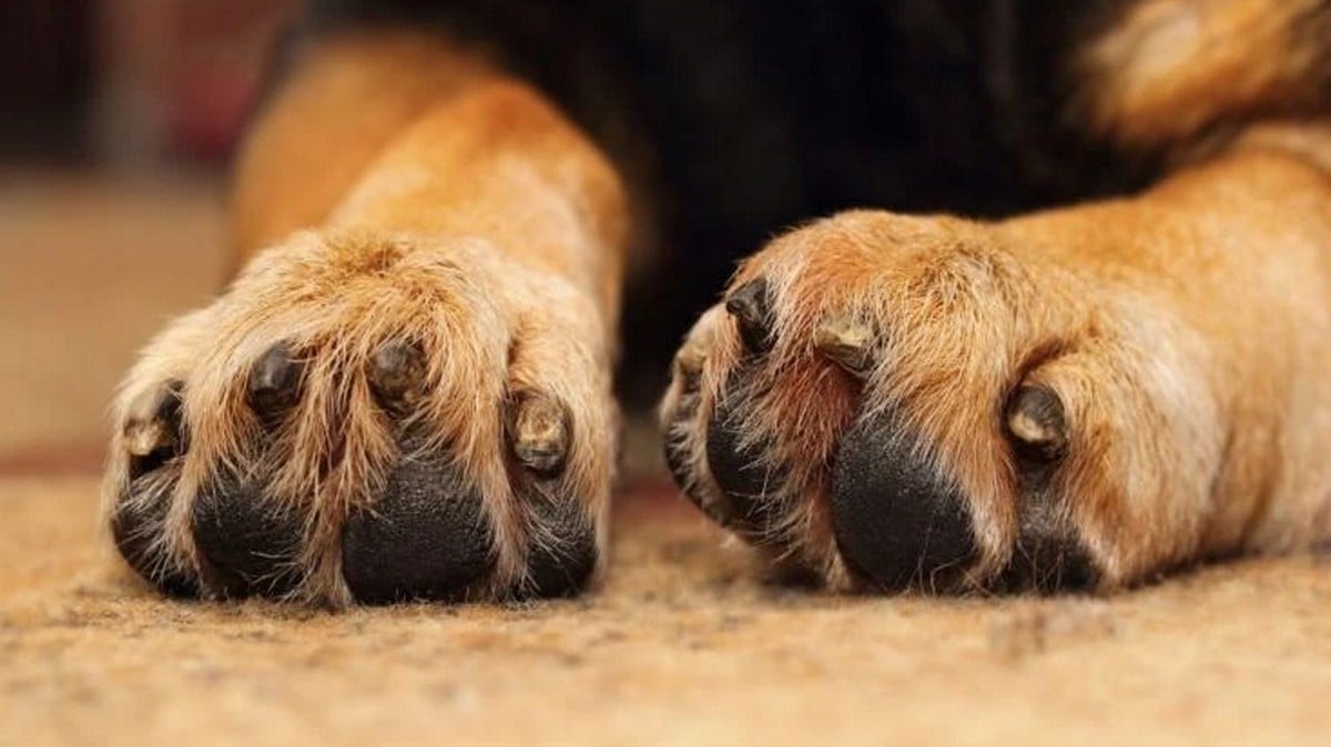 Ωρωπός: Βρέθηκε προφυλακτικό στο στομάχι σκύλου – Υπάρχουν υποψίες για κτηνοβασία