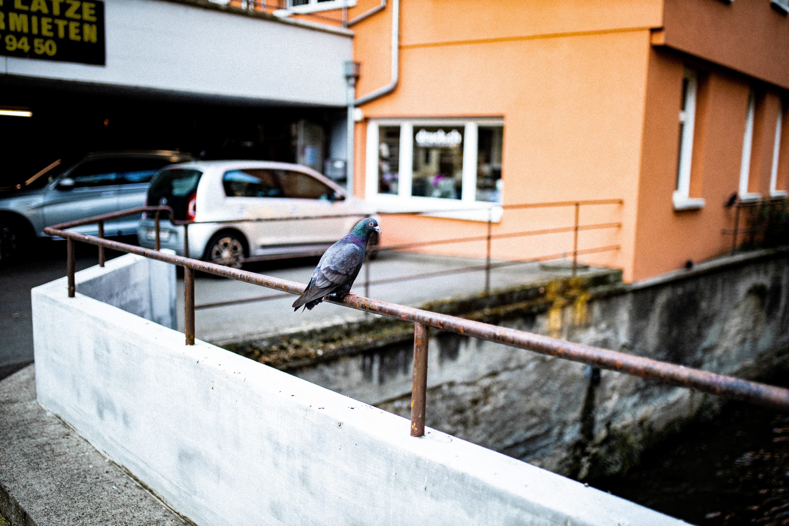 Περιστέρι αυτοκίνητο