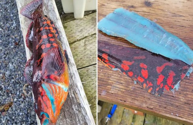 ψάρι Αλάσκα