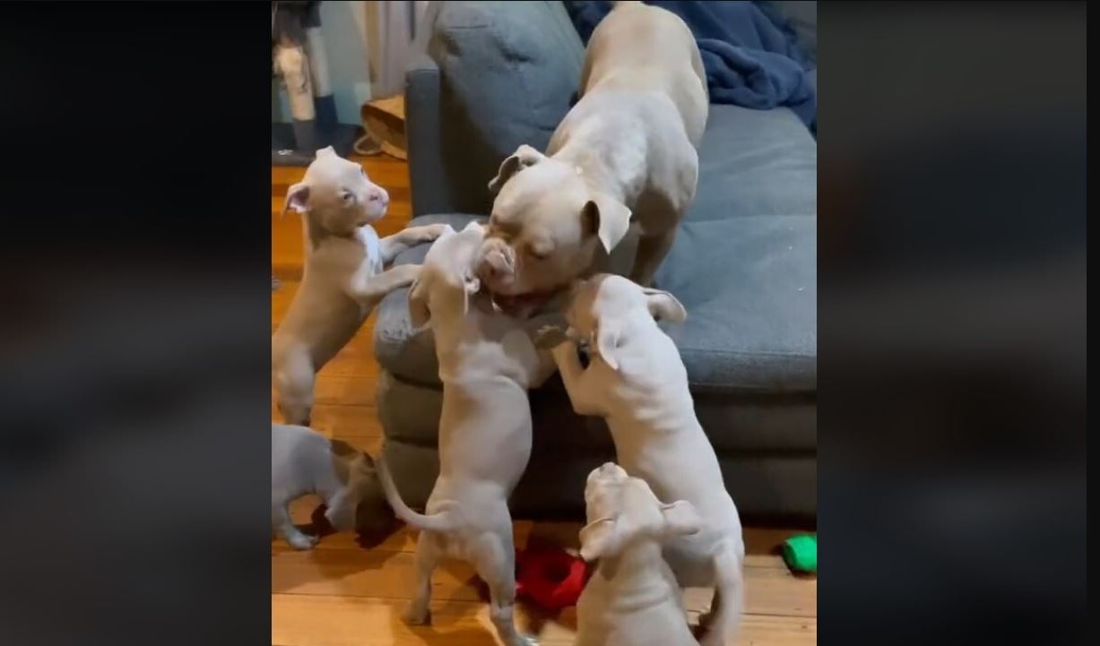 Ο ξεκαρδιστικός τρόπος με τον οποίο η σκυλίτσα παίζει με τα 10 κουτάβια της – Θα πέσετε κάτω από τα γέλια